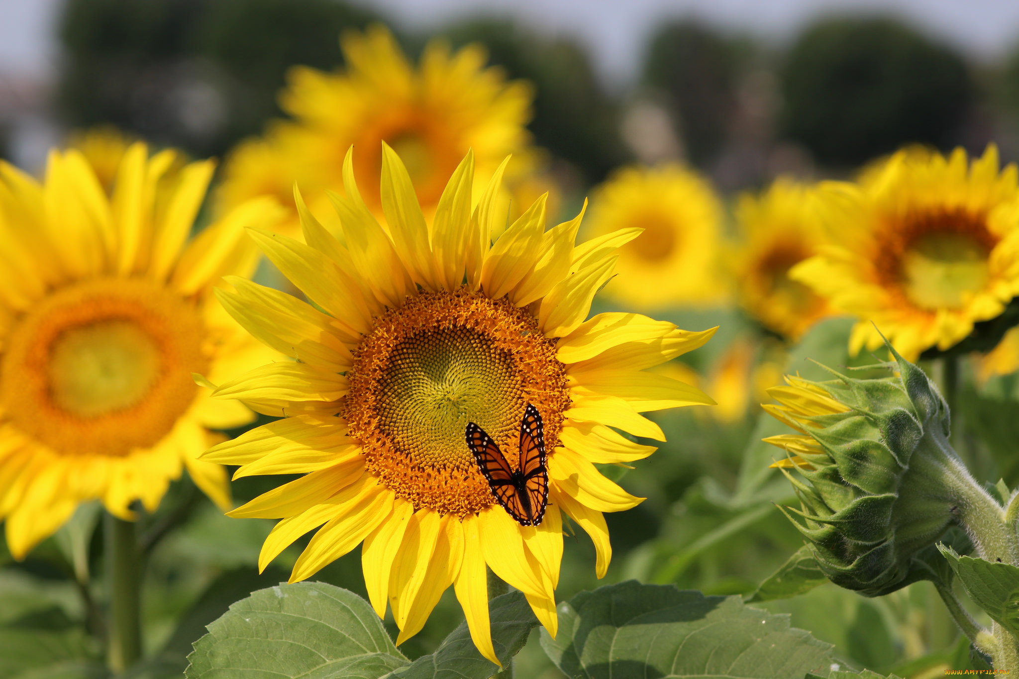 , , butterfly, sunflowers, field, , 